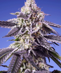 Permanent Jealousy XL Auto® (Sweet Seeds), feminisierte Samen