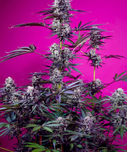 Studio 54 Stardust Auto® (Sweet Seeds), feminisierte Samen
