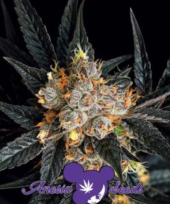 Aura (Anesia Seeds), feminisierte Samen