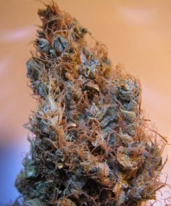 2046 (Medical Seeds) feminisierte Samen