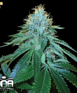 The OG #18 (Reserva Privada), feminisierte Samen