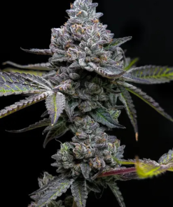 Apple Fritter (Barney’s Farm), feminisierte Samen