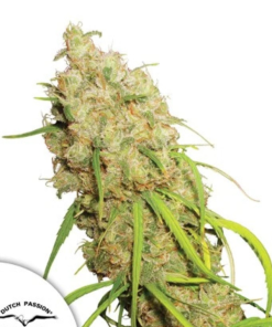 Desfrán (Dutch Passion), feminisierte Samen