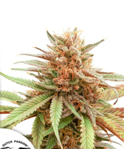 Durban Dew (Dutch Passion), feminisierte Samen