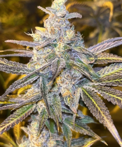 Frozen Biscotti (Dutch Passion), feminisierte Samen