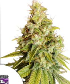Lemon OG (Super Sativa Seed Club), feminisierte Samen