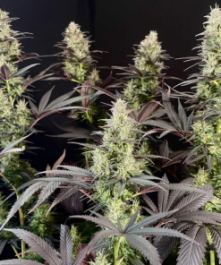 Black Lebanon (Super Sativa Seed Club), feminisierte Samen