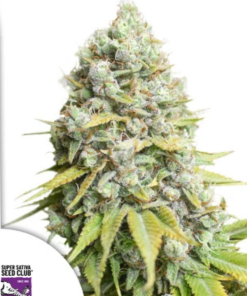 Kosher Haze (Super Sativa Seed Club), feminisierte Samen
