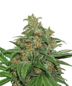 AK 420 (Seed Stockers) – feminisiert