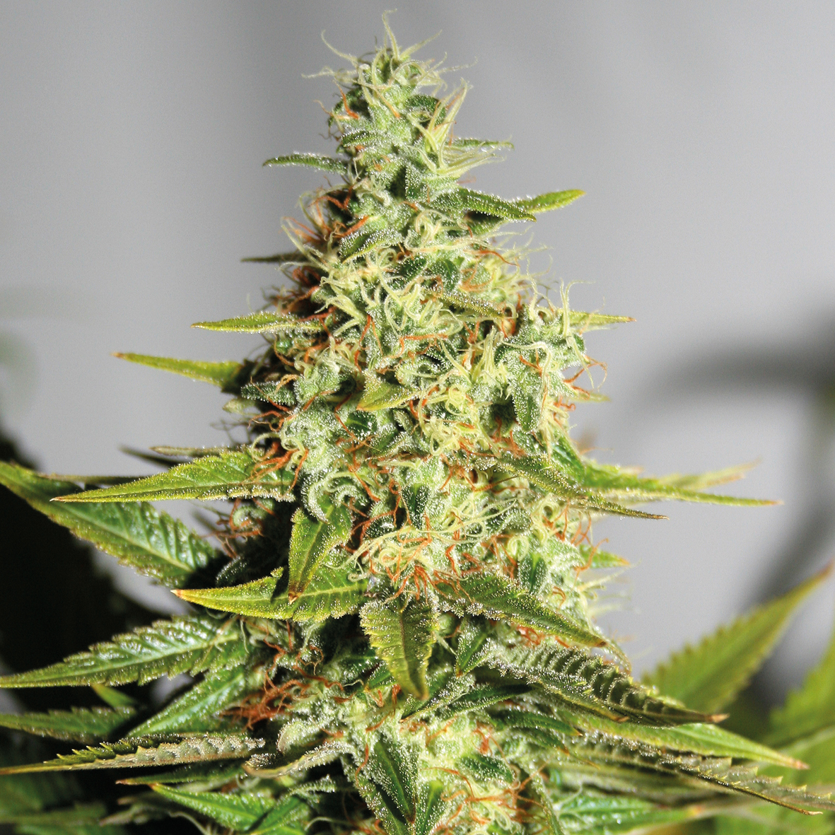 Acapulco Gold (Barney’s Farm), 5 feminisierte Samen