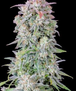 Afghan Kush (Fast Buds), autoflowering Samen