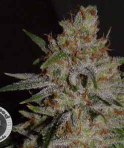 Alegria Auto (Cannamed), feminisierte automatic Samen