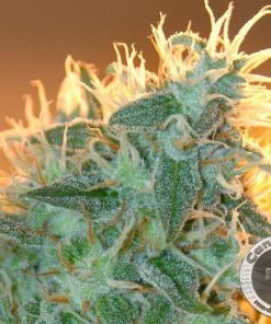 Alegria (Cannamed), feminisierte Samen