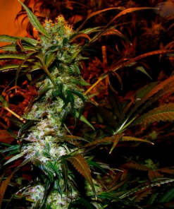 Amnesia Haze (Soma Seeds), 5 feminisierte Samen