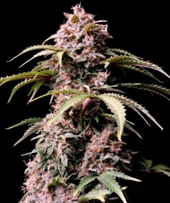 Amnesia Zkittlez Auto (Fast Buds), autoflowering Seeds