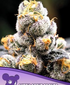 Anesia Scout Cookies (Anesia Seeds), 3 feminisierte Samen