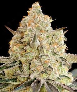 Apple Fritter (Advanced Seeds), 5+2 feminisierte Samen