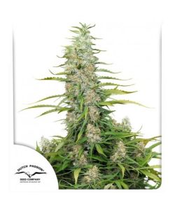 C-Vibez (Dutch Passion), feminisierte Samen