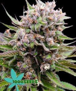 Dosi-Peach (1000Seeds Genetics), feminisierte Samen