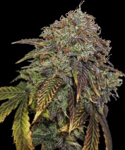 Gelato 41 Auto (Seedstockers), feminisierte Samen