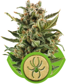 White Widow Automatic (Royal Queen Seeds), 5 autoflowering Samen