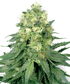 White Widow (White Label), 5 feminisierte Samen