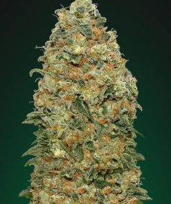 White Widow (00 Seeds), 5 feminisierte Samen
