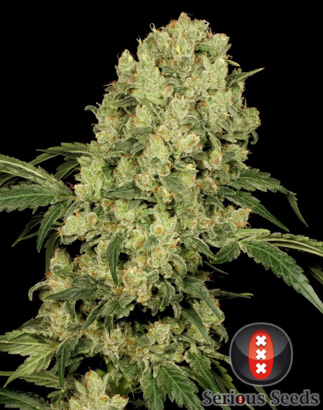 AK 47 (Serious Seeds) regular oder feminisiert – Bild 2